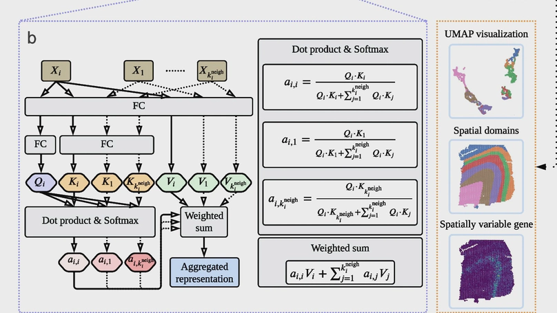 stDyer enables spatial domain clustering with dynamic graph embedding