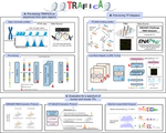 TRAFICA: An Open Chromatin Language Model to Improve Transcription Factor Binding Affinity Prediction