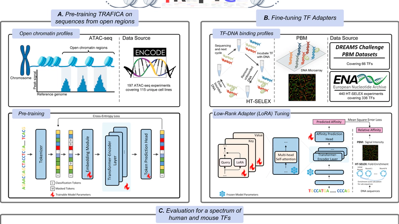 TRAFICA: An Open Chromatin Language Model to Improve Transcription Factor Binding Affinity Prediction